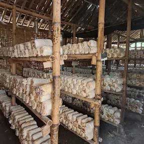 Rumah Budidaya Jamur Borobudur Magelang