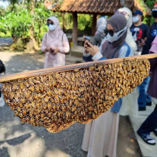 Rumah Budidaya Madu Borobudur Magelang